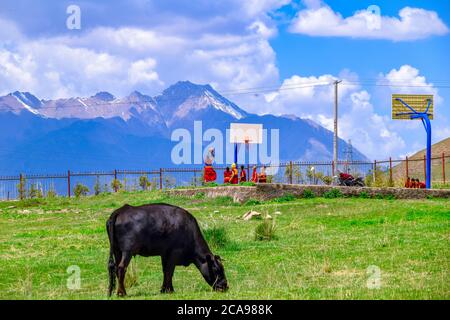 Grasende schwarze Yak im tibetisch-buddhistischen Kloster Arou Tempel.EINE berühmte historische Stätte in Qilian, Qinghai China. Stockfoto