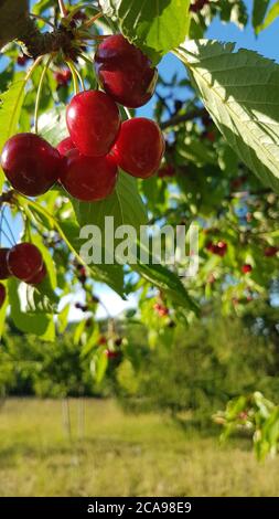 Frische und reife Kirschen hängen im Sommer an einem Kirschbaum Stockfoto