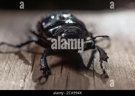 Nahaufnahme eines großen braunen Käfers mit Hörnern, auf einem hölzernen Hintergrund, im Regen. Käfer Insekten Bugs Japanisches Nashorn Stockfoto