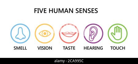 Icon Set von fünf menschlichen Sinnen: Vision (Auge), Geruch (Nase), Hören (Ohr), Berührung (Hand), Geschmack (Mund). Einfache Linien-Symbole und Farbkreise, Vektor il Stock Vektor