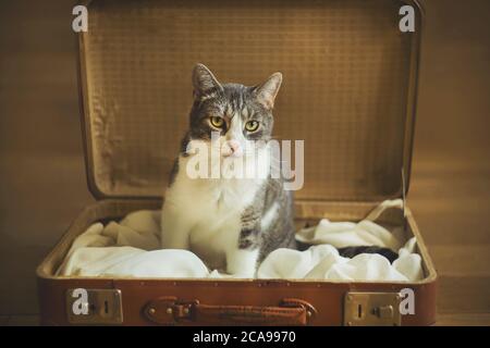 Niedliche gestreifte traurige streunende Katze sitzt in einem alten braunen Koffer und wartet auf neue Besitzer, um ihn nach Hause zu bringen. Reise. Stockfoto