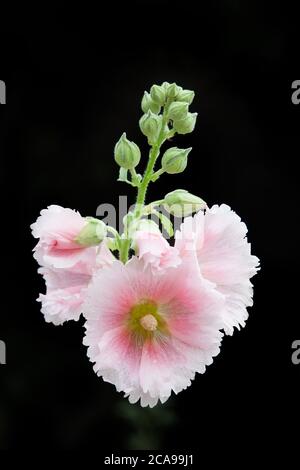 Die Blüten von Hollyhock isoliert auf dem schwarzen Hintergrund in einem Garten Stockfoto