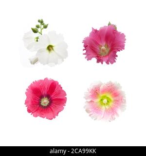 Gruppe der Blumen von hollyhock isoliert auf dem weißen Hintergrund. Stockfoto