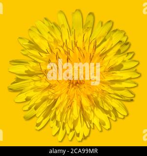 Löwenzahn Blume isoliert auf gelbem Hintergrund. Leuchtend gelbe Löwenzahn Nahaufnahme. Blumenkopf. Monochrom Stockfoto