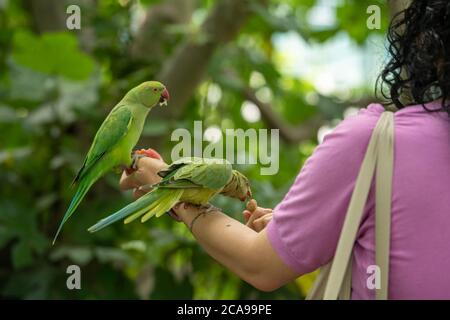 London, Großbritannien. August 2020. Wetter: Feral Sittiche (Psittacula krameri) werden von Touristen in Green Park London von Hand gefüttert (Fotos mit Genehmigung) Kredit: Ian Davidson/Alamy Live Nachrichten Stockfoto