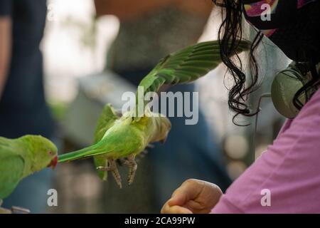 London, Großbritannien. August 2020. Wetter: Feral Sittiche (Psittacula krameri) werden von Touristen in Green Park London von Hand gefüttert (Fotos mit Genehmigung) Kredit: Ian Davidson/Alamy Live Nachrichten Stockfoto