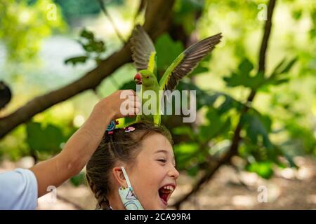 London, Großbritannien. August 2020. Wetter: Feral Sittiche (Psittacula krameri) werden von Touristen in Green Park London von Hand gefüttert (Fotos mit Genehmigung) Kredit: Ian Davidson/Alamy Live Nachrichten Stockfoto