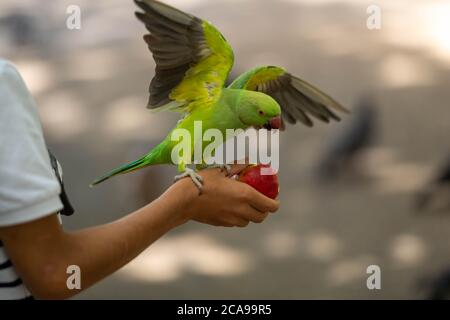 London, Großbritannien. August 2020. Wetter: Feral Sittiche (Psittacula krameri) werden von Touristen in Green Park London von Hand gefüttert (Fotos mit Genehmigung) Kredit: Ian Davidson/Alamy Live Nachrichten Stockfoto