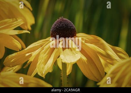 Nahaufnahme der bunten Gelb coneflowers (Echinacea) auf einem sonnigen Sommertag Stockfoto