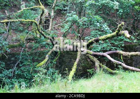 Moosig gefallener Baum über Kalkstein Bach Fluss in einem überwucherten Gebiet bei Anglezarke, Chorley, England Stockfoto