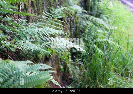 Nahaufnahme von Farnblättern (Wedeln) und Wildpflanzen, die von einer bewachsenen Steinmauer in Anglezarke, Chorley, England wachsen Stockfoto