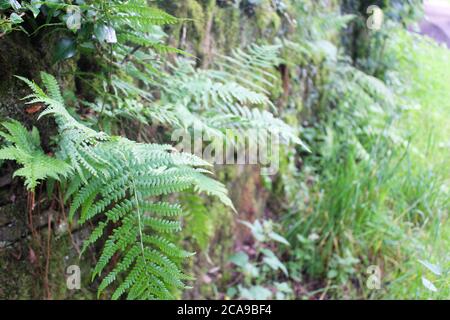 Nahaufnahme von Farnblättern (Wedeln) und Wildpflanzen, die von einer bewachsenen Steinmauer in Anglezarke, Chorley, England wachsen Stockfoto