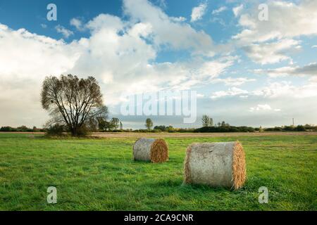 Heuballen liegen auf einer Wiese und einsamen Baum Stockfoto