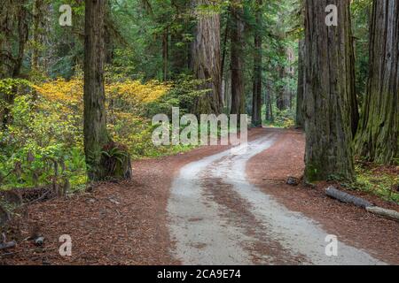 Mammutbäume entlang der Howland Hill Road, Jedediah Smith Redwoods State Park, Kalifornien Stockfoto