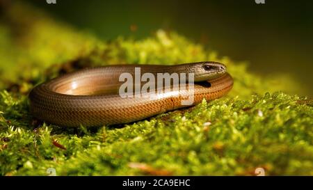 Inaktiver Schneckenwurm, der sich im Sommer auf grünem Moos sonnt Stockfoto