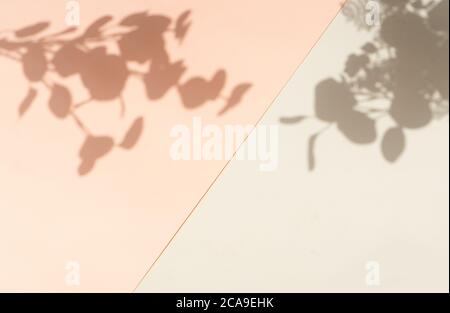 Schatten der Blätter an der Wand Stockfoto