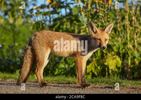 Urban Fox Standing, Finchley, London, Großbritannien Stockfoto