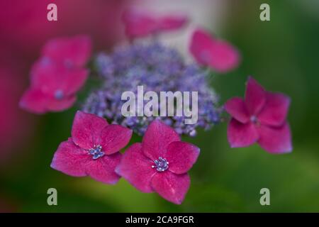 Rosa blaue Hortensien Blüten aus der Nähe Stockfoto