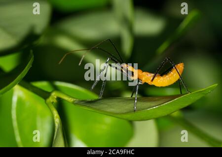 Milkweed Assassin Bug Nymphe Jagd nach kleinen Insekten in Pflanzenlaub in der Nacht. Klassifiziert als echte Bugs in der hemiptera-Reihenfolge. Stockfoto