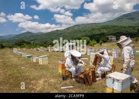 Florina, Griechenland - 10. Juli 2020: Imker, die in einem Gebiet von Florina in Nordgriechenland Honig sammeln. Biologische Bienenzucht Stockfoto