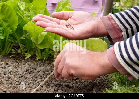 Raphanus sativus 'Scarlet Globe'. Aussaat von Rettichsamen von Hand in einem Gemüsegarten. VEREINIGTES KÖNIGREICH Stockfoto