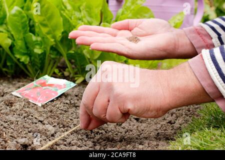 Raphanus sativus 'Scarlet Globe'. Aussaat von Rettichsamen von Hand in einem Gemüsegarten. VEREINIGTES KÖNIGREICH Stockfoto