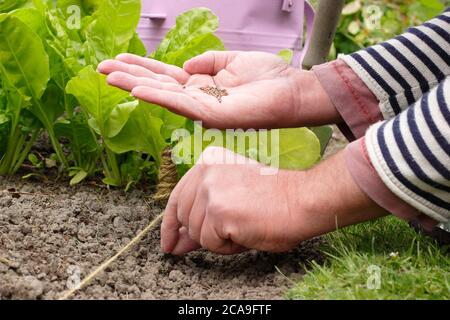 Raphanus sativus 'Scarlet Globe'. Aussaat von Rettichsamen von Hand in einem Gemüsegarten. VEREINIGTES KÖNIGREICH Stockfoto