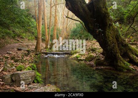 Pinal de Amoles-Fluss in Cascade in Sierra Gorda Stockfoto