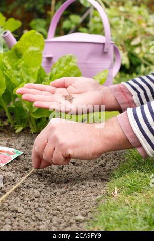 Raphanus sativus 'Scarlet Globe'. Aussaat von Rettichsamen von Hand in einem Gemüsegarten. VEREINIGTES KÖNIGREICH Stockfoto