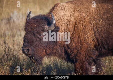 Amerikanische Bisons, Norden, Theodore Roosevelt National Park, North Dakota Stockfoto