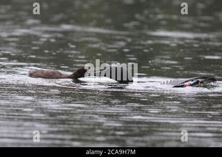 A Common Loon taucht nach Futter, um ihr Küken in einem Northern Lake zu füttern Stockfoto