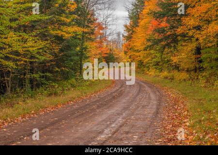 Unbefestigte Straße an einem regnerischen Tag im Herbst, Chequamegon National Forest, Ashland County, Wisconsin Stockfoto