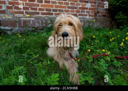 Binz, Deutschland. August 2020. Ein junger Hund, Mini Golddoodle, liegt im Gras. Quelle: Stephan Schulz/dpa-Zentralbild/ZB/dpa/Alamy Live News Stockfoto