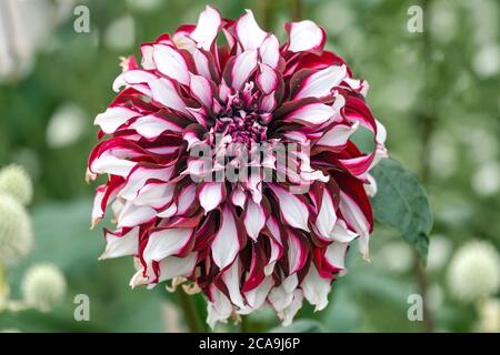 Detaillierte Makroaufnahme einer rosa und weiß gefärbten Dahlia-Blume Stockfoto