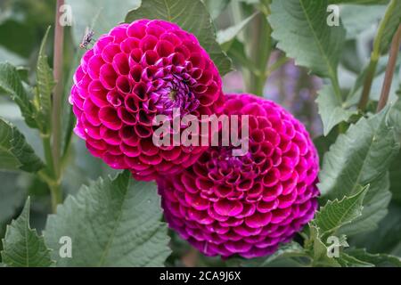 Lila Pompon Dahlien blüht in einem Sommer-Blumenbeet Stockfoto