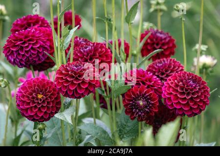Lila Pompon Dahlien blüht in einem Sommer-Blumenbeet Stockfoto