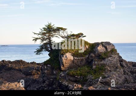 Ein einsamer Baum entlang des wilden pacific Trail, Ucluelet, British Columbia, Kanada Stockfoto