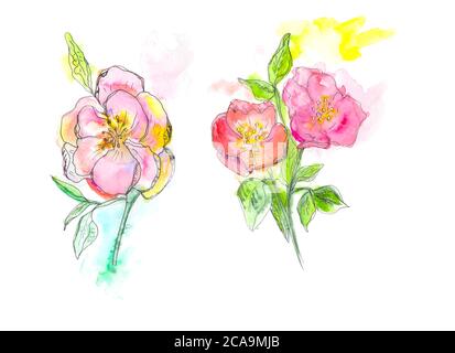 Aquarelldarstellung. Vintage wild Rose Blumen auf dem weißen Hintergrund. Stockfoto