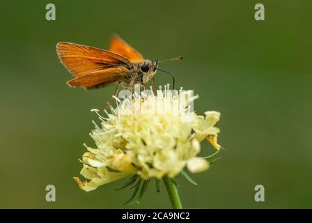 Essex Skipper - Thymelicus lineola, schöner kleiner orangefarbener Schmetterling aus europäischen Wiesen, Havraniky, Tschechien. Stockfoto