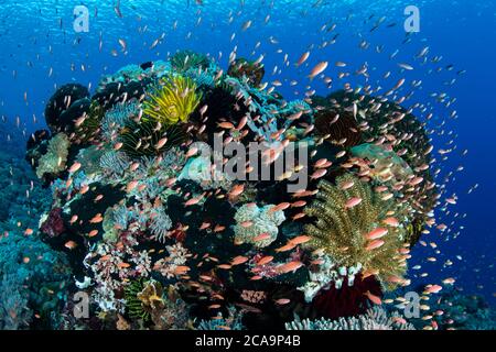Kleine, bunte Fische schweben in der Nähe von Korallen auf einem gesunden Riff in Alor, Indonesien. Diese abgelegene Region ist für ihre unglaubliche marine Artenvielfalt bekannt. Stockfoto