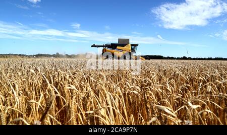 Ein Mähdrescher schneidet eine Ernte von Frühlingsgerste in einem Feld in der Nähe von Ashford, Kent, wenn das warme Wetter weiter. Stockfoto