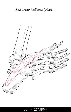 Abductor hallucis Muskel Fuß. Stock Vektor