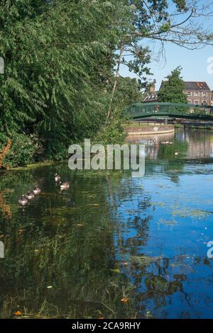 Thetford River, Blick im Sommer auf Enten auf dem Little Ouse River im Zentrum von Thetford, Norfolk, England, Großbritannien Stockfoto