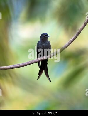 Ein schöner schwarzer Drongo (Dicrurus macrocercus), auf einem Barsch in Karnataka, Indien Stockfoto