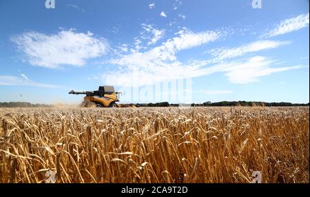 Ein Mähdrescher schneidet eine Ernte von Frühlingsgerste in einem Feld in der Nähe von Ashford, Kent, wenn das warme Wetter weiter. Stockfoto