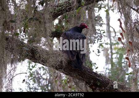 Turkey Geier mit rotem Kopf gedreht wird hoch auf Baum Zweig in St. Marks National Wildlife Refuge in Florida thront Stockfoto