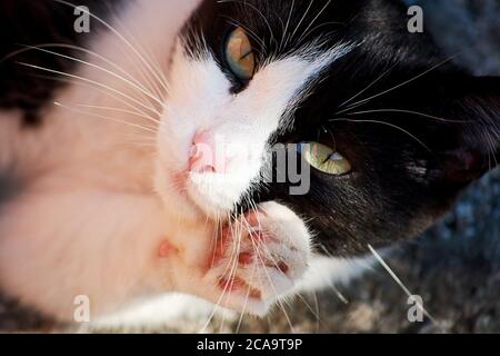 Schwarz-weiße Katze leckt und reinigt ihre Pfoten und Pelz. Häusliche Tierhintergründe. Stockfoto