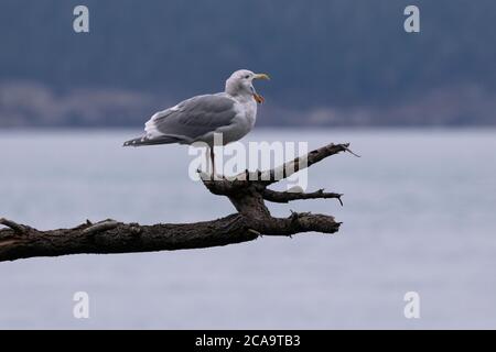 Kreischende Möwe, Mund weit und Zunge heraus, auf Ast mit Mund unglaublich offen thront. Es liegt auf Fidalgo Island im Bundesstaat Washington. Stockfoto