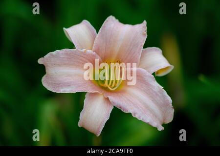 Makroaufnahme einer rosa Tageslilie Blume Kopf 'Catherine Woodberry' (hemerocallis Sorte) Stockfoto