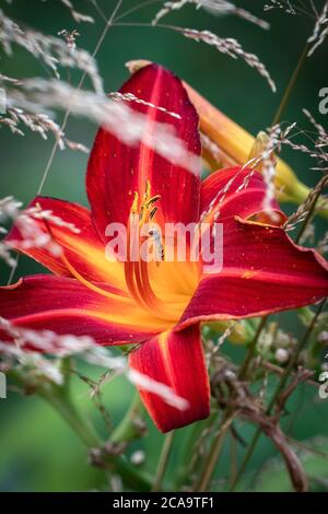 Eine Biene auf einer schönen roten und gelben Lilie Blume und Ziergräser Stockfoto
